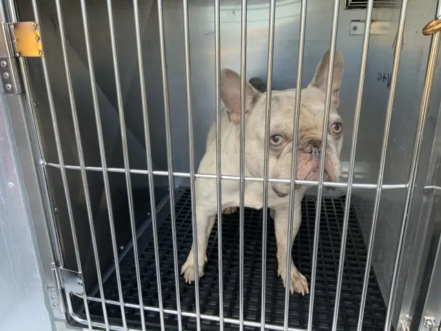 Adoptable Dog