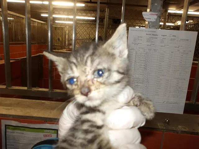 Adoptable Cat