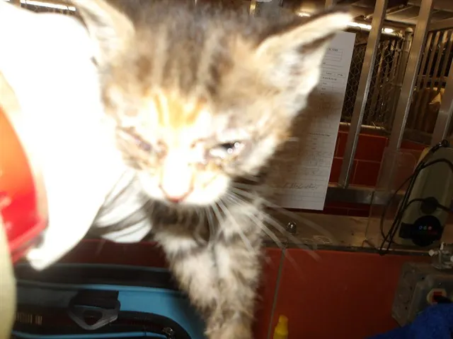 Adoptable Cat