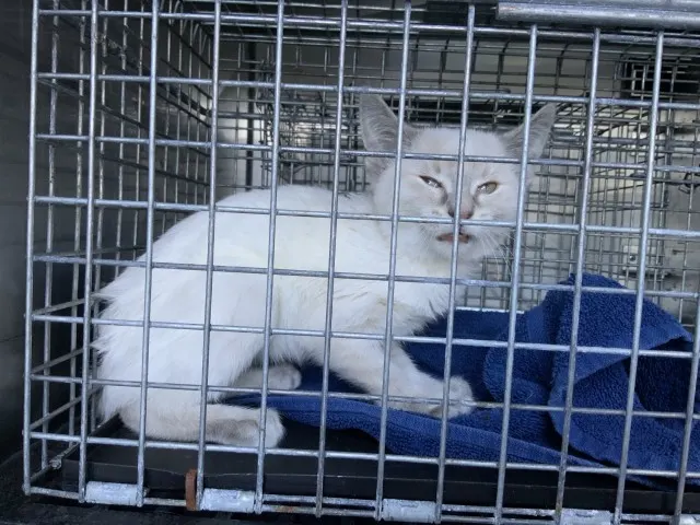 Adoptable Cat