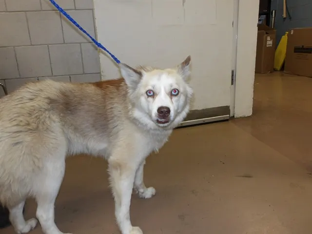 Adoptable Dog