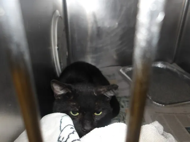Adoptable Cat