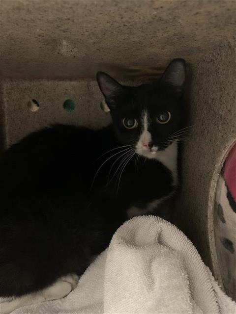 Adoptable Cat