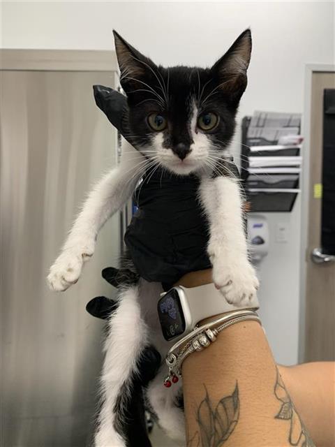 Adoptable Cat