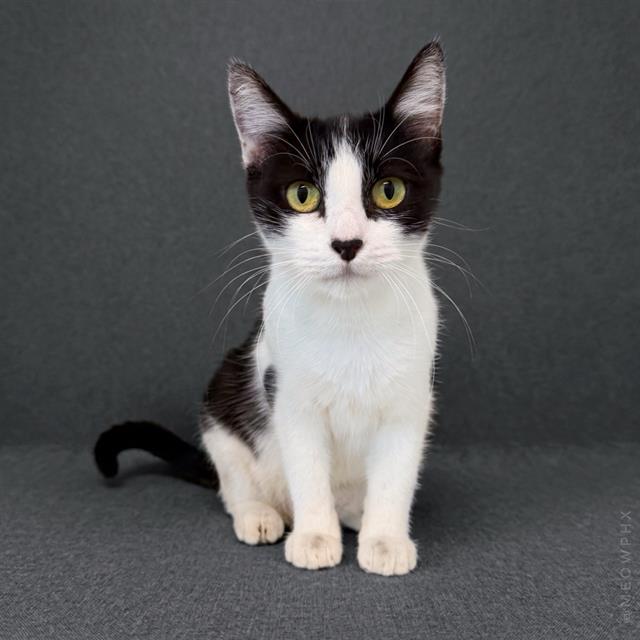 Oreo