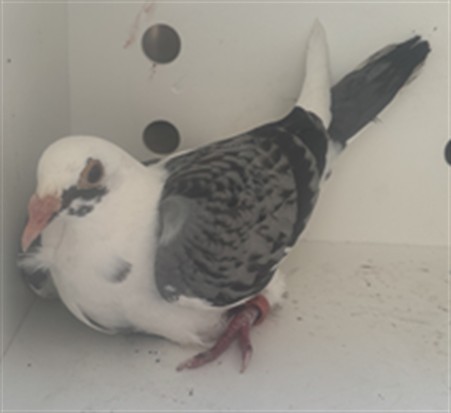Adoptable Bird