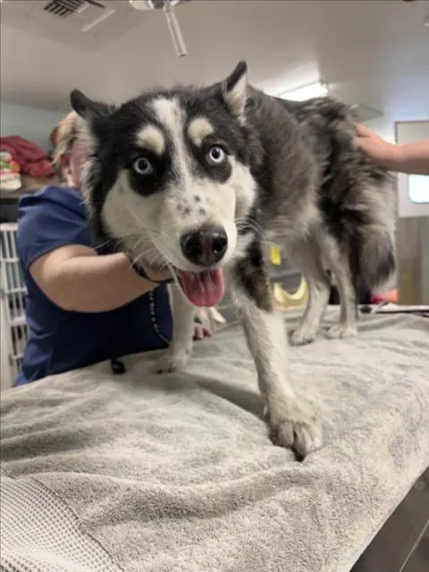 Suki