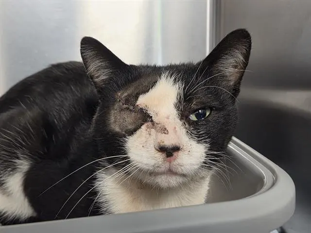 Adoptable Cat