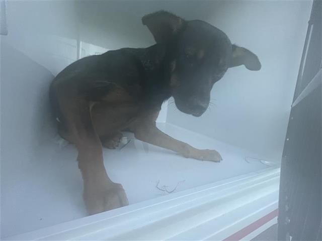 Adoptable Dog