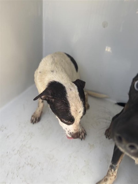 Adoptable Dog