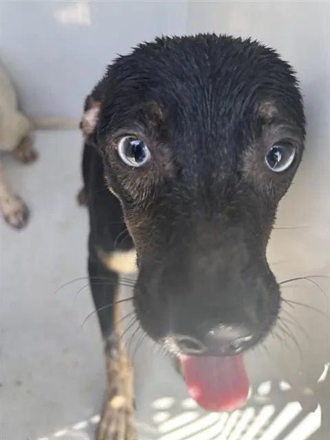 Adoptable Dog
