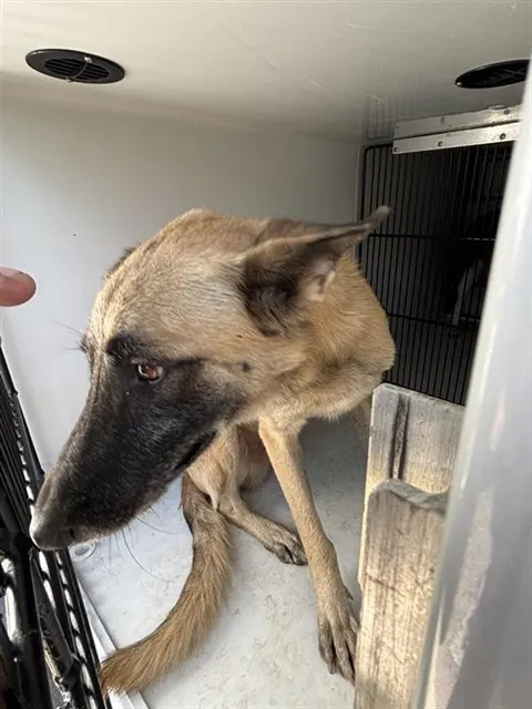 Adoptable Dog