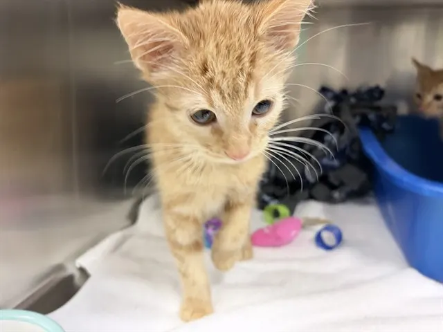 Ernie