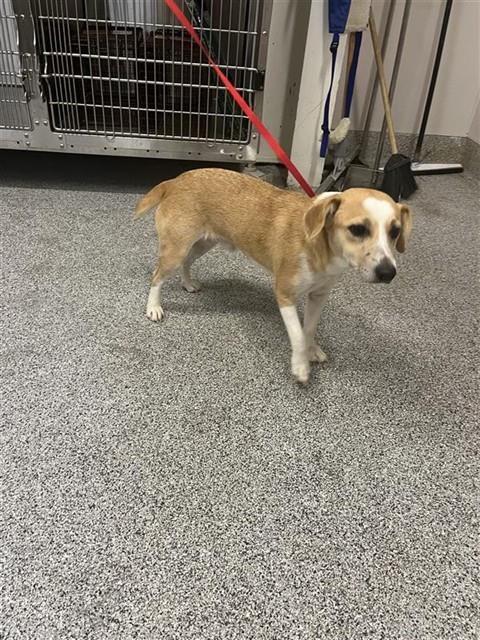 Adoptable Dog