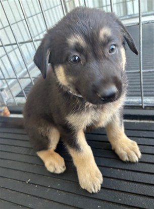Adoptable Dog