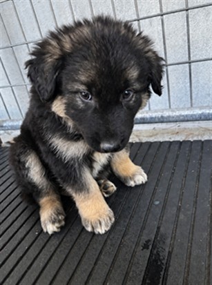 Adoptable Dog