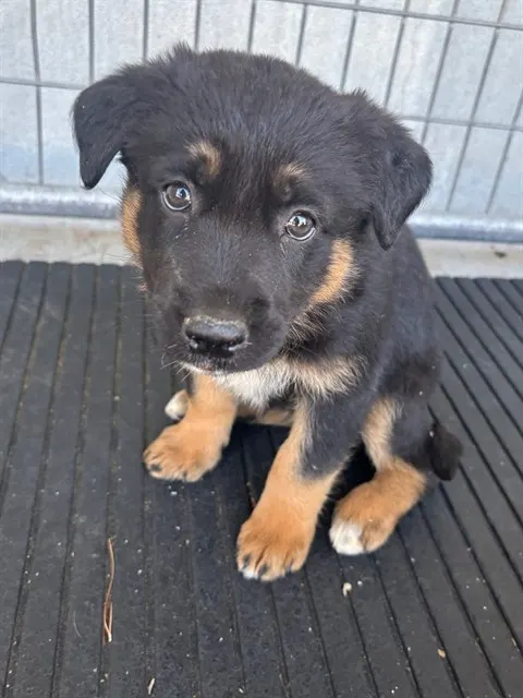 Adoptable Dog