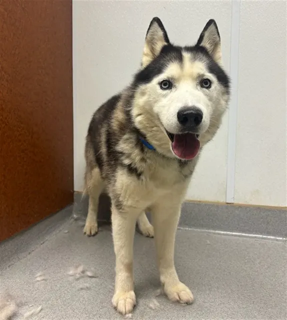 Nanook