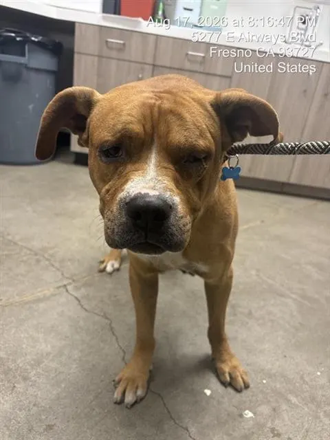 Adoptable Dog