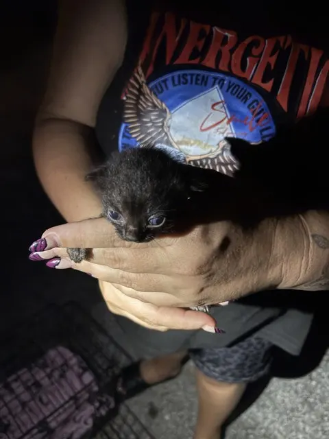 Kitten 4