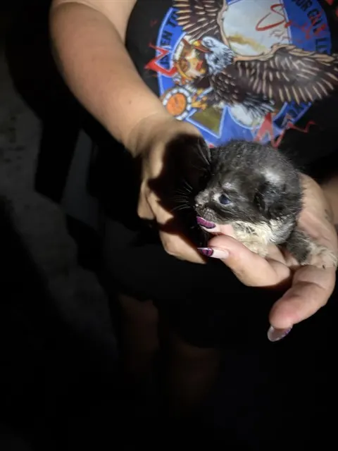 Kitten 5