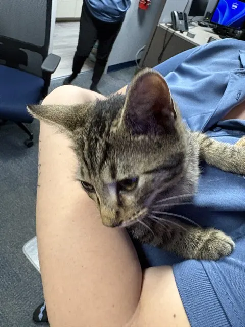 Adoptable Cat