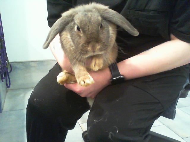 Chichi