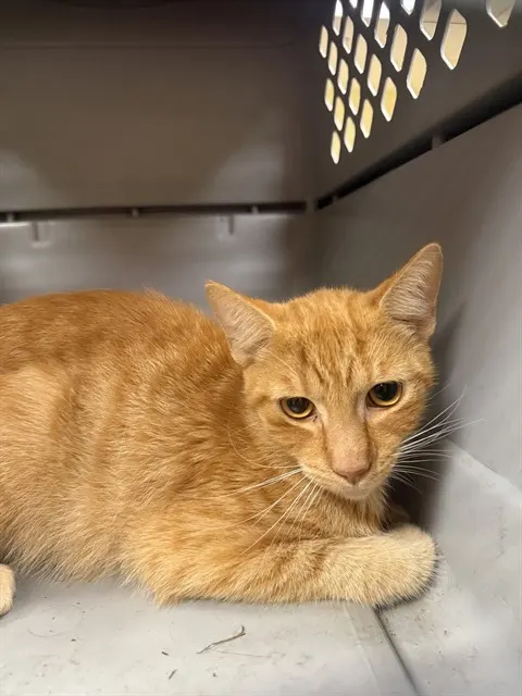 Benny