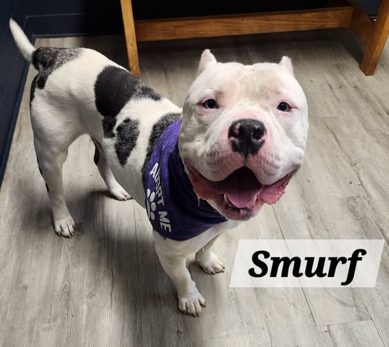Smurf