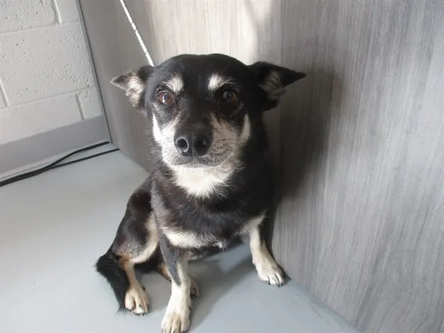 Adoptable Dog