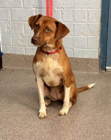 Adoptable Dog