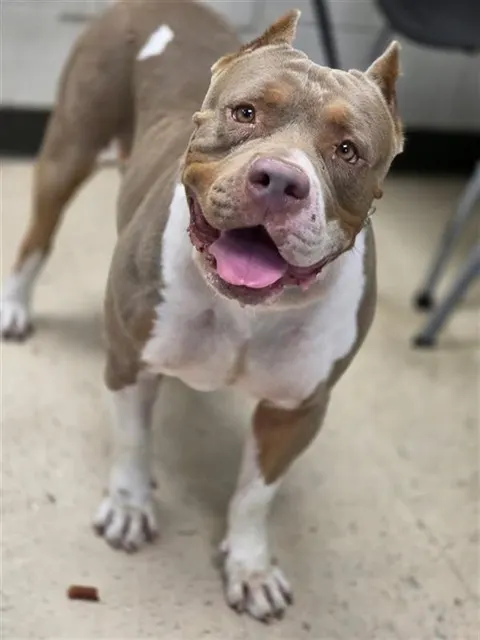 Adoptable Dog