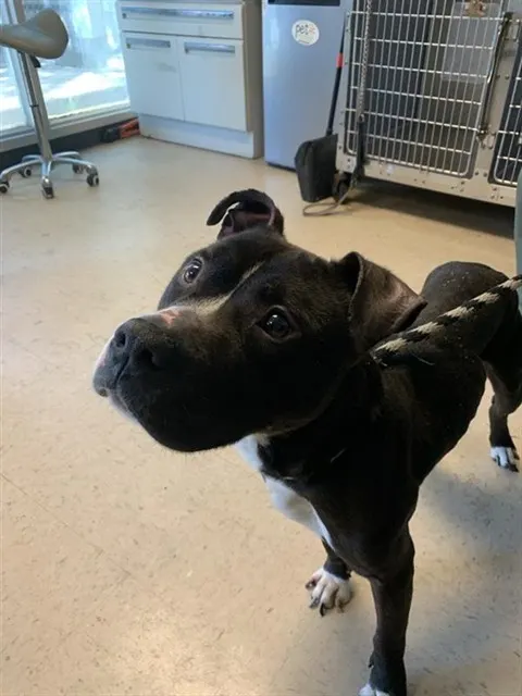Adoptable Dog