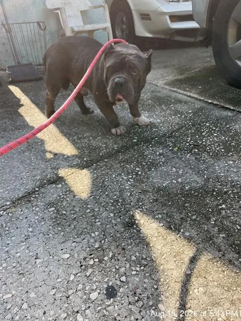 Adoptable Dog