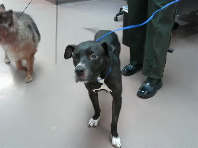 Adoptable Dog