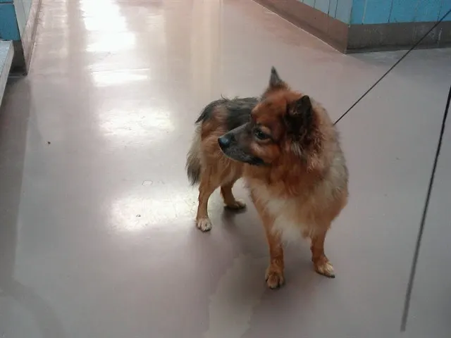 Adoptable Dog