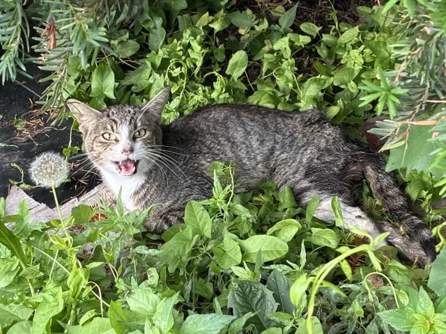 Adoptable Cat