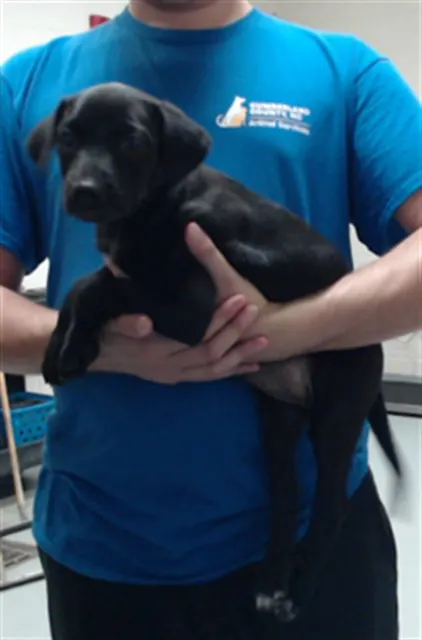 Adoptable Dog