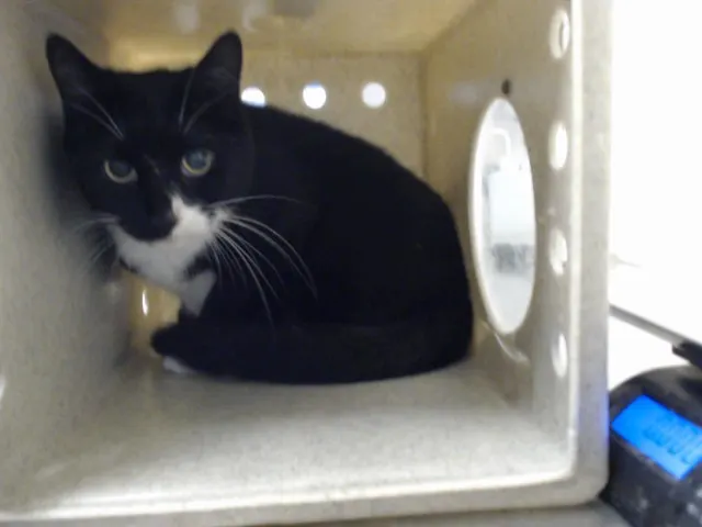 Adoptable Cat