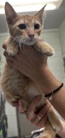 Peanut