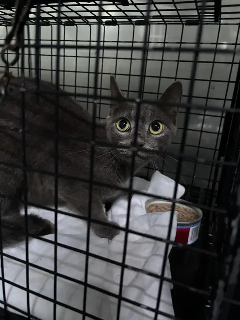 Adoptable Cat