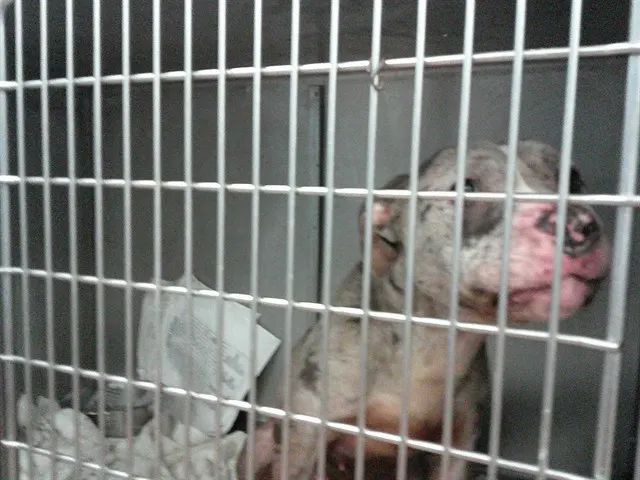 Adoptable Dog