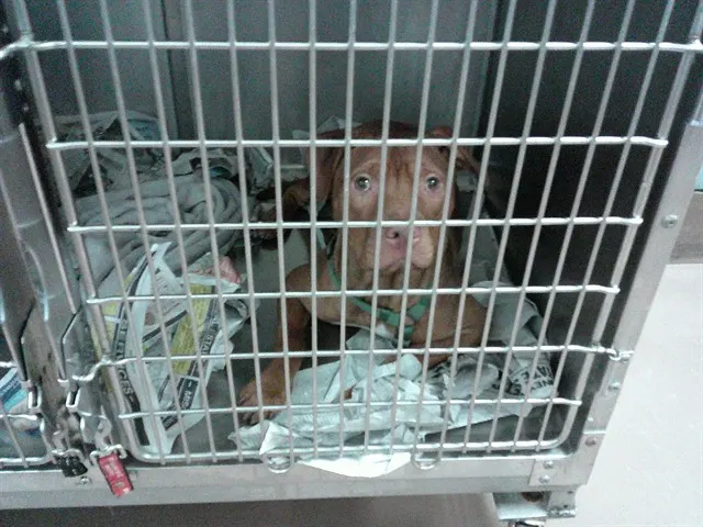 Adoptable Dog