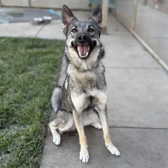 Nova