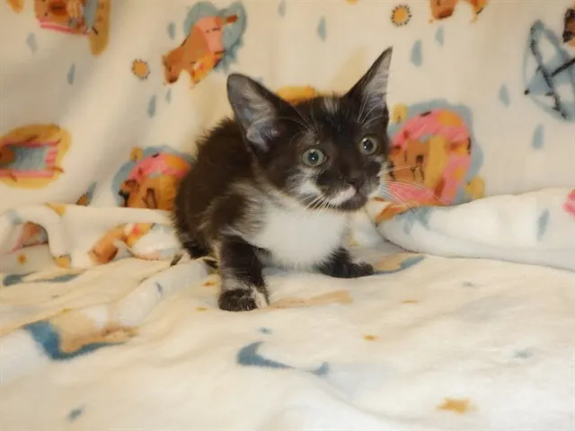 Adoptable Cat