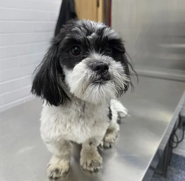 Oreo