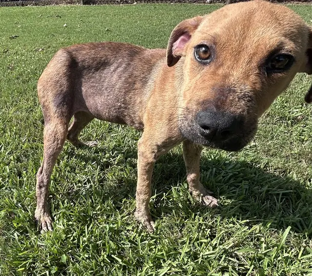 Adoptable Dog