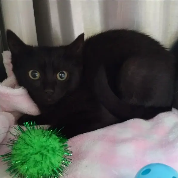Adoptable Cat