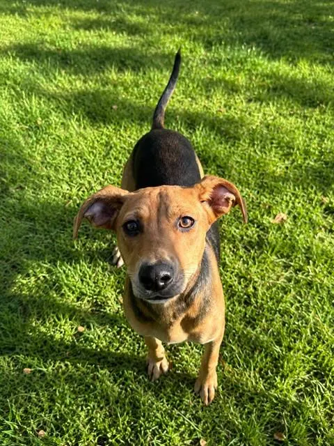 Adoptable Dog