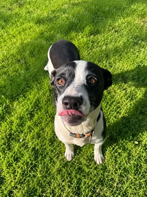Adoptable Dog
